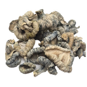 HEMPEARTH – Albino Stardew Mushrooms “NEW”