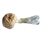 Buy Quality Blue Meanies Mushrooms