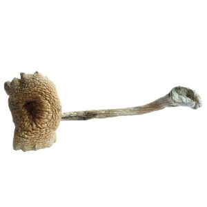 cambodian mushrooms