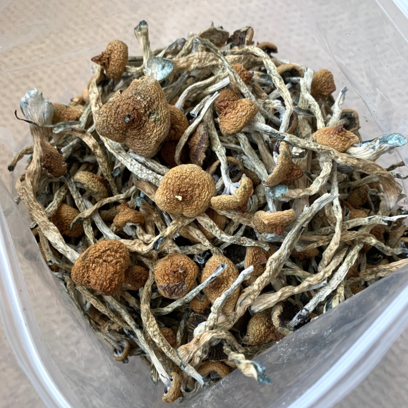 Best Magic Mushroom Strains for Beginners