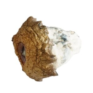 Gold Member Mushrooms (Premium)