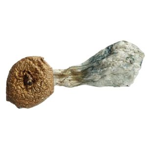 Cuban Mushrooms 1 cuban mushrooms