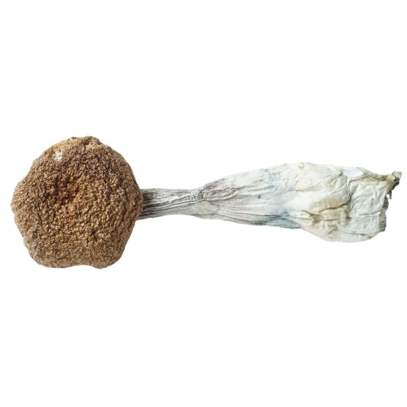 HEMPEARTH Golden Teacher Mushrooms