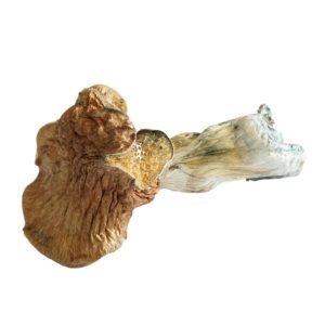 Hawaiian Mushrooms 1 hawaiian mushrooms