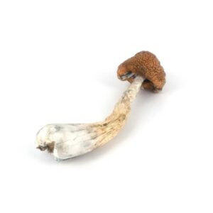 Buy Melmac Mushrooms