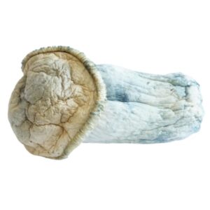 Penis Envy Supremes Mushrooms (Premium)