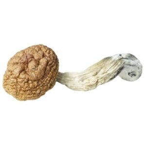 Thai Mushrooms (Premium)