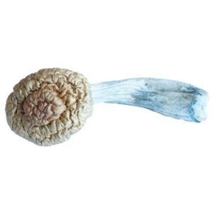 Texas Yellow Caps Mushrooms