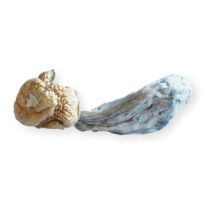 Trans Envy Mushrooms   Super Potent And Effective