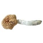 South African Transkei Mushroom