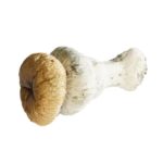 Trinity Penis Envy Mushrooms (Premium)