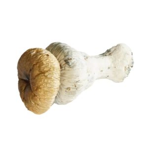 Penis Envy Mushroom
