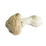 white rabbit magic mushrooms