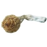 Discover Pink Buffalo Mushrooms