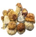 HEMPEARTH – Code Blue Mushrooms