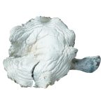 White Mushrooms