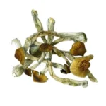 tidal wave mushrooms